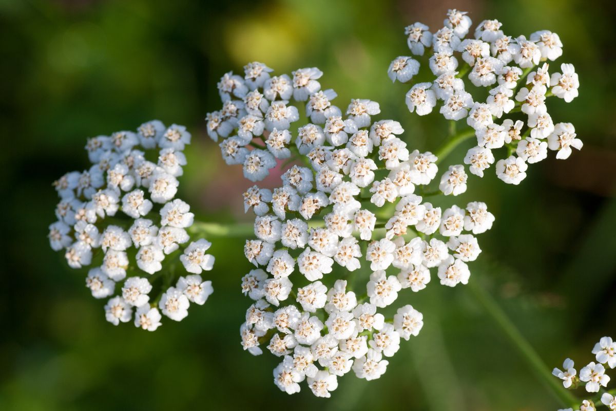 proprietà pelle Achillea il botanico anti-rossore da riscoprire